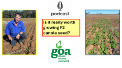 PODCAST: Is it really worth growing F2 canola seed?